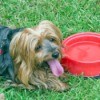 A dog with his tongue out next to a full water bowl.