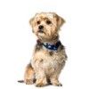 A shih tzu and Yorkshire terrier mix on a white background.