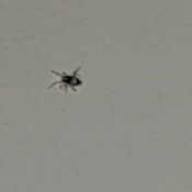 Identifying Tiny Bugs - enlarged image of bug