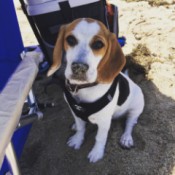 5 Month Old Beagle is Very Itchy - Beagle puppy