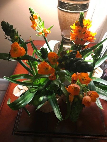 Do Sun Star Bulbs Divide?