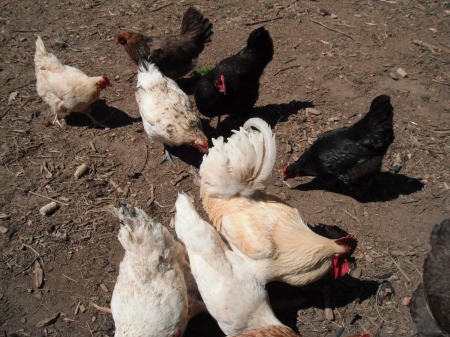 Use a Colander for Dust Free Final Serving of Cheerios - chickens pecking in the dirt