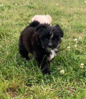 What Is My Chihuahua Mixed With? - fluffy black puppy with white on chest