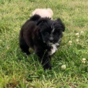 What Is My Chihuahua Mixed With? - fluffy black puppy with white on chest