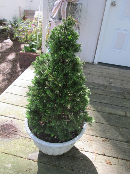 Use Spray Paint to Have a Choice in Planter Colors - evergreen shrub in  new pot