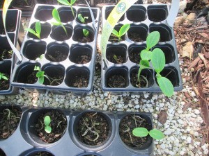 Using Flower Trays As Seedling Planters - seedlings in multipack nursery trays