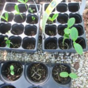 Using Flower Trays As Seedling Planters - seedlings in multipack nursery trays