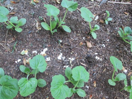 Using Flower Trays As Seedling Planters