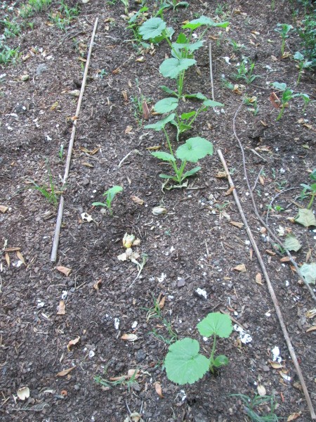 Using Flower Trays As Seedling Planters