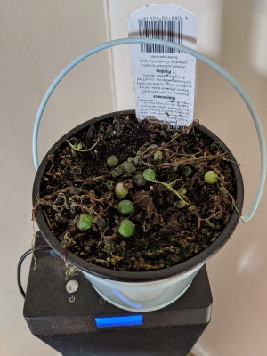 String of Pearls Plant Is Dying - very unhappy plant
