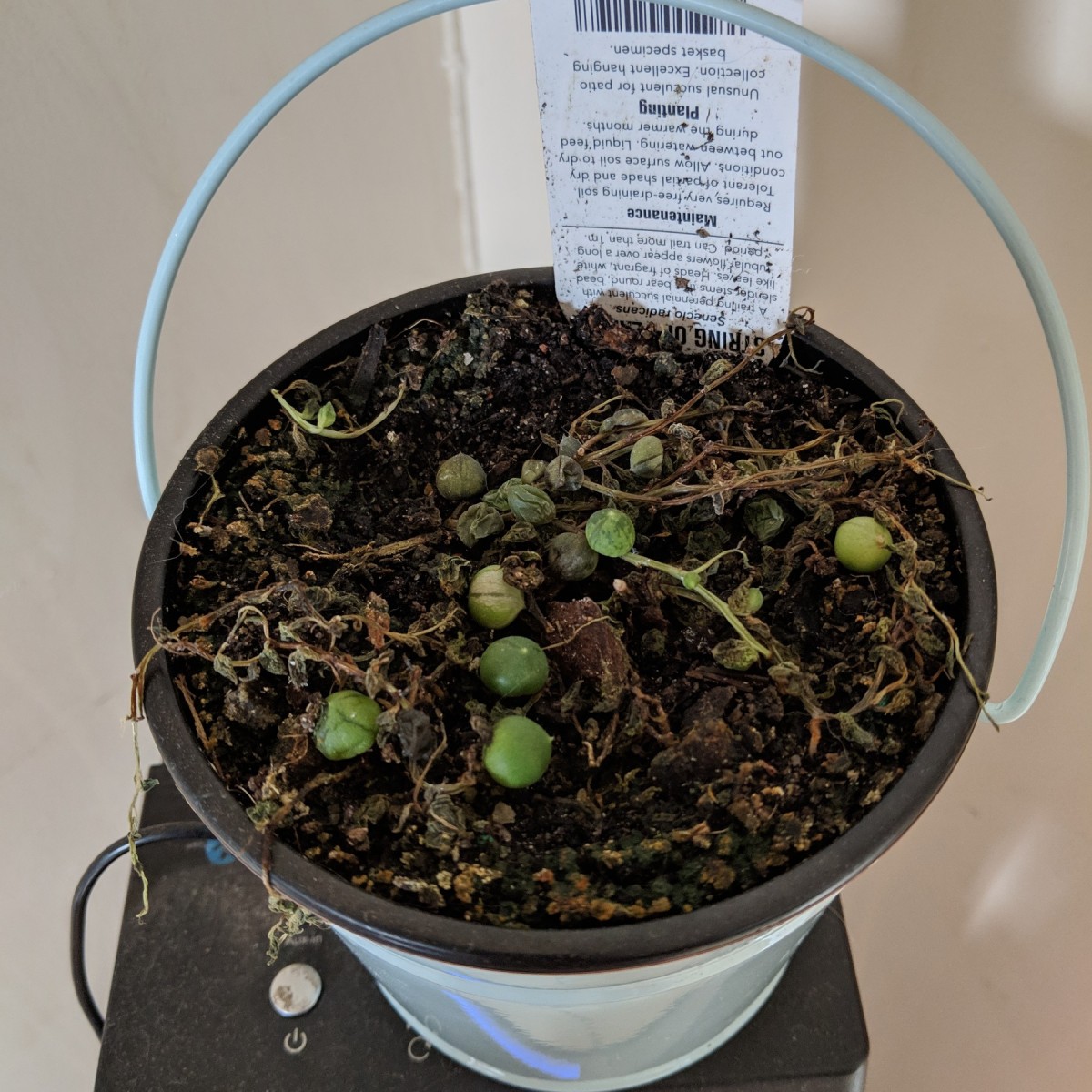 String of Pearls Plant Is Dying? ThriftyFun