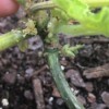 Identifying  Insect Eggs - eggs on a pumpkin plant