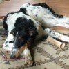 Causes of Sudden Death in Dogs - black and white Borzoi