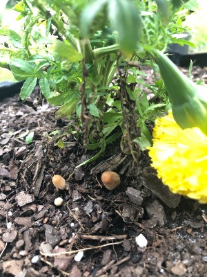 Identifying Mushrooms Growing Near Marigold