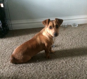 What Breed Is My Dog? - long brown dog with folded over ears