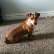 What Breed Is My Dog? - long brown dog with folded over ears