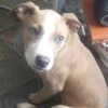 Is My Pit Bull Puppy Full Blooded? - tan and white puppy