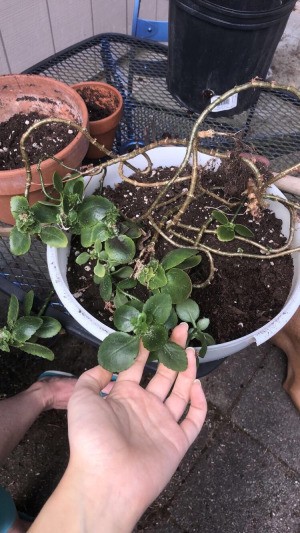 What Is This Plant? - leggy plant