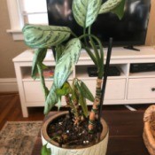 What Is This Plant? - light and darker leaves, with segmented stalk
