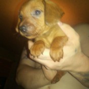 What Breed Is My Dog?  - small brown puppy