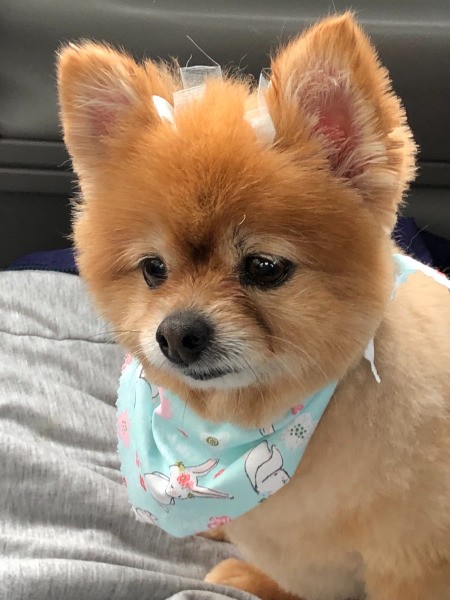 Honeybun (Pomeranian) - closeup of dog with scarf around her neck