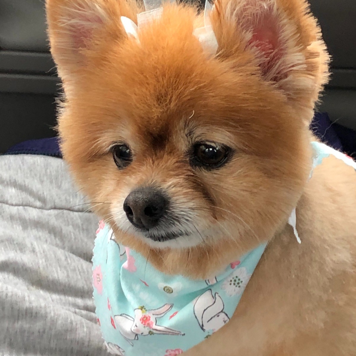 honeybun-pomeranian-thriftyfun