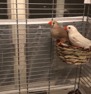 Finches Not Sitting on Their Eggs - two finches in a cage