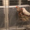 Finches Not Sitting on Their Eggs - two finches in a cage