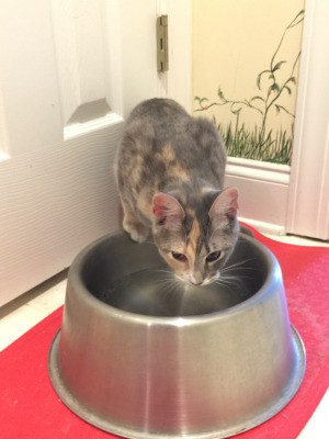 Using Stainless Steel Pet Bowls