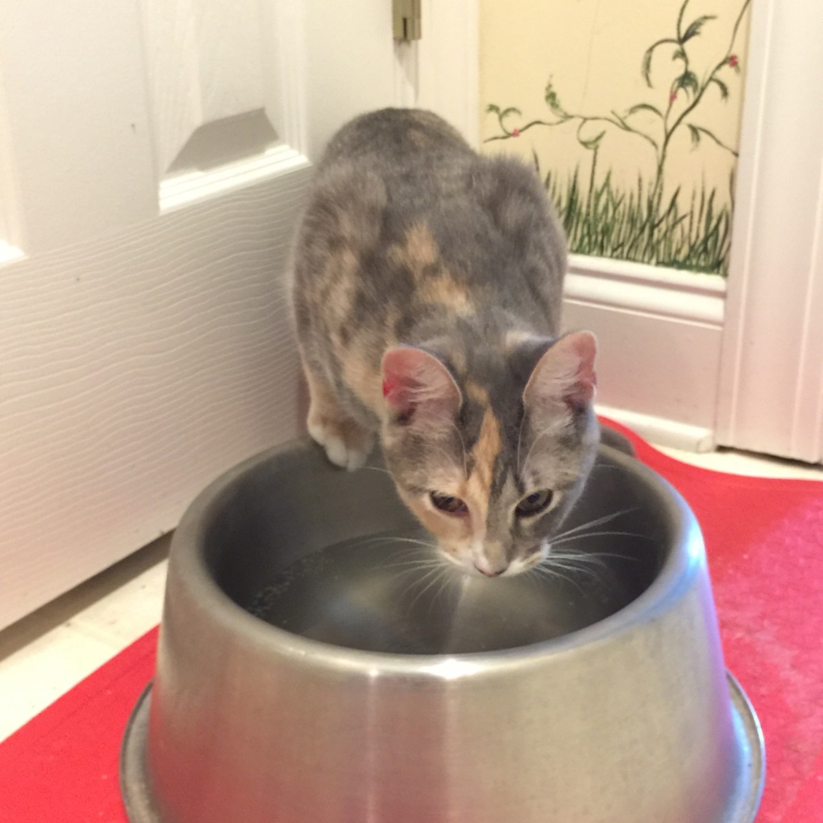 Using Stainless Steel Pet Bowls ThriftyFun
