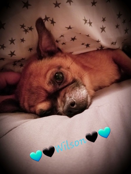 Wilson (Chug/Terrier) - brown dog in a bed