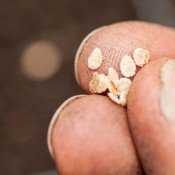 Close up of tomato seeds being held up.