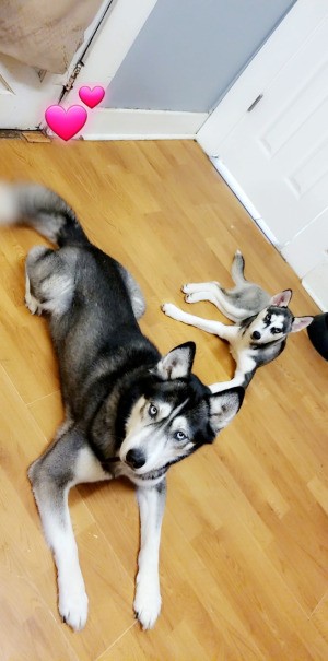 What Breed Is My Husky? two dogs lying on the floor