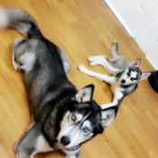 What Breed Is My Husky? two dogs lying on the floor