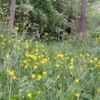 Yellow wildflowers in a forest meadow.