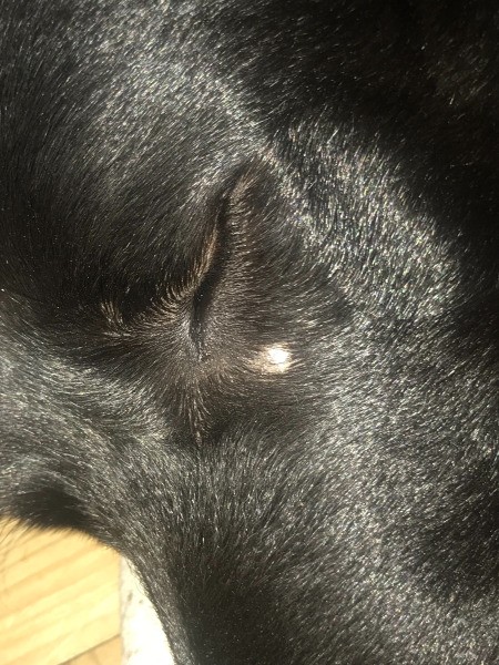 What Should I Use on My Dog's Bald Spot?