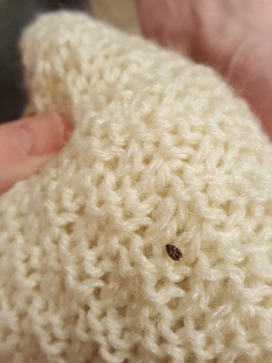 What Is This Household Bug? - tan and black bug on sweater or throw