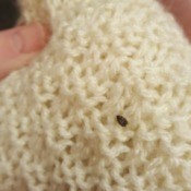 What Is This Household Bug? - tan and black bug on sweater or throw