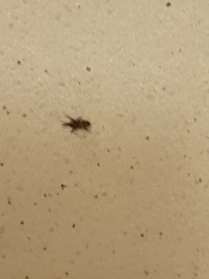 Identifying Household Bugs in Bathroom