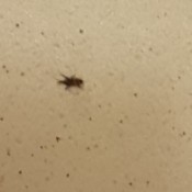 Identifying Household Bugs in Bathroom