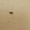 Identifying Household Bugs in Bathroom