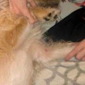 My Dog Has a Red Bump on His Leg - bump on inside of left leg, near joint