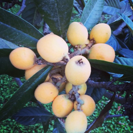 Japanese Loquat Tree - with fruit
