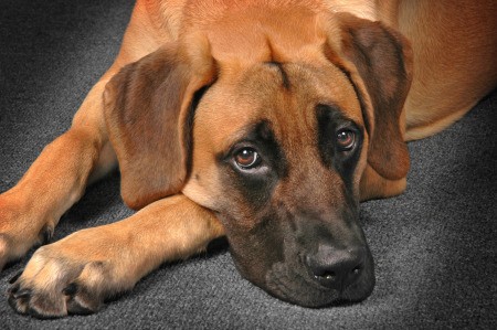 Finding a Missing Dog - brown dog with dark muzzle