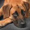 Finding a Missing Dog - brown dog with dark muzzle