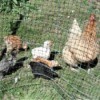 Feeding the Chickens - hen and chicks behind a wire pen