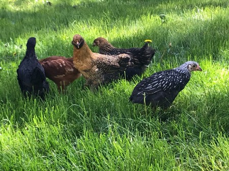 Our New Girls - flock of young backyard hens