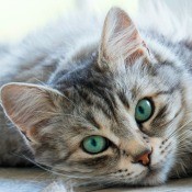 Solve Cat Problems with a Positive Attitude! - beautiful gray and black striped cat