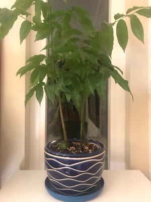 Use a Plastic Plate Instead of Flower Pot Saucers - potted plant sitting on a blue plastic plate