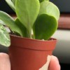 Identifying a Houseplant - small houseplant, looks like a succulent
